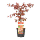 Érable Du Japon - Acer Atropurpureum – Plante D'Extérieur
