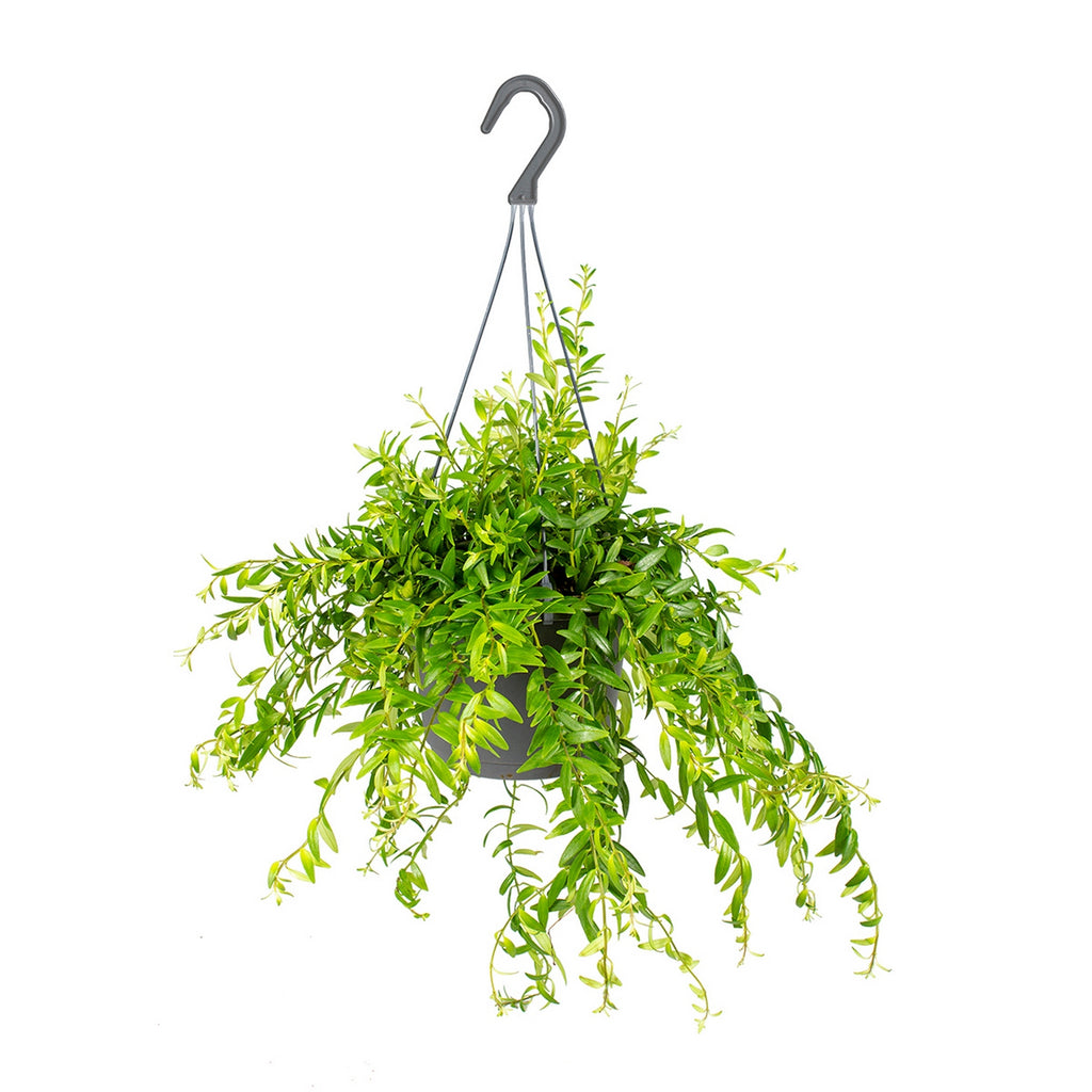 Aeschynanthus Mona Lisa – Planta de interior