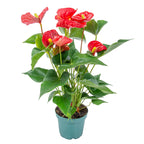 Anthurium Rojo – Planta de Interior