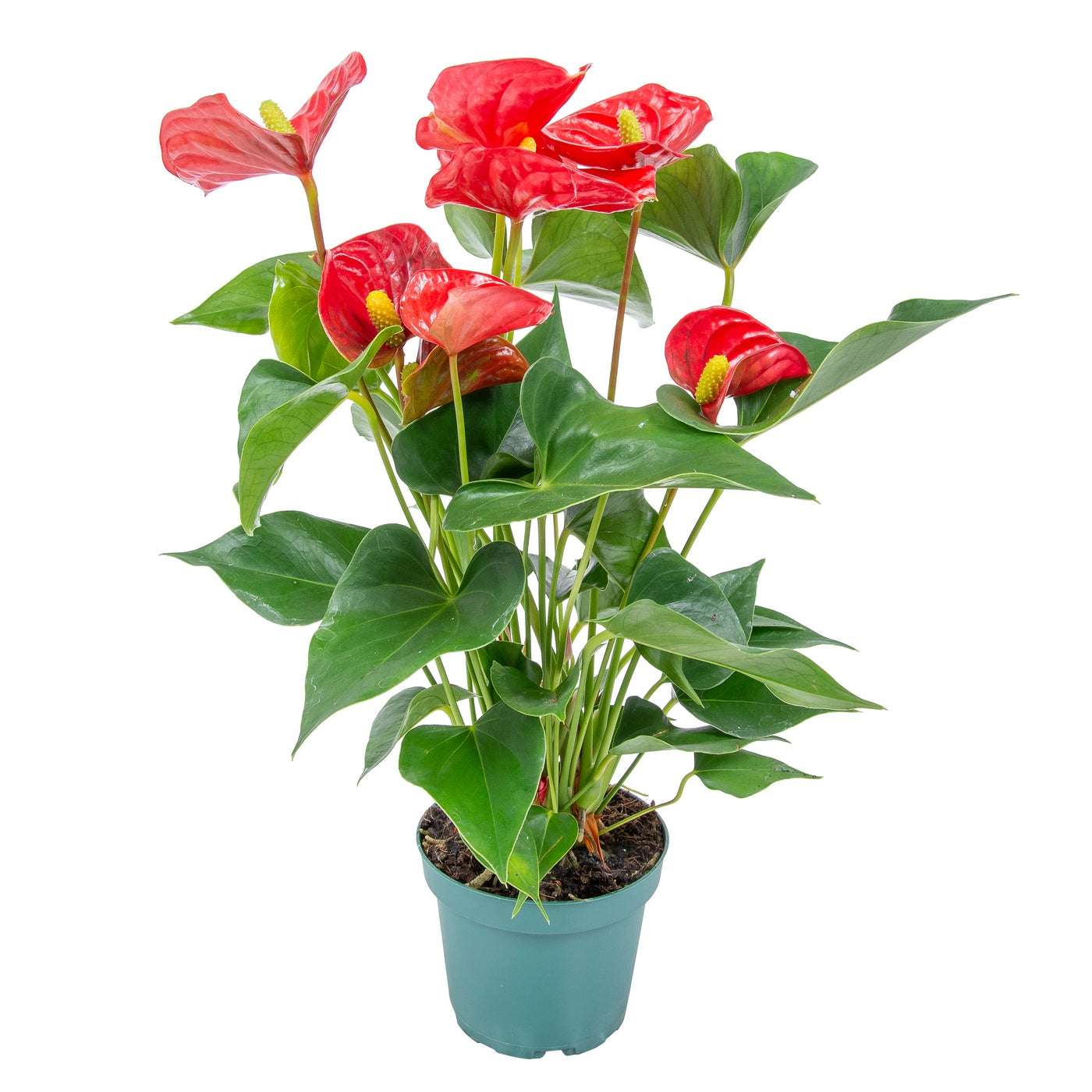 Anthurium Rojo – Planta de Interior