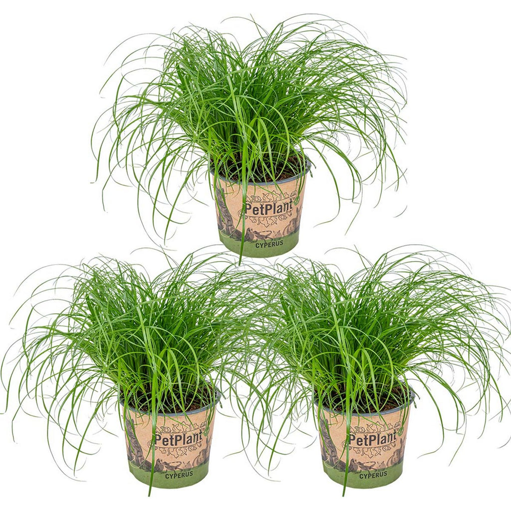 Juego de 3 hierba gatera Cyperus Zumula - Planta de interior