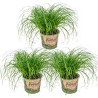 Juego de 3 hierba gatera Cyperus Zumula - Planta de interior