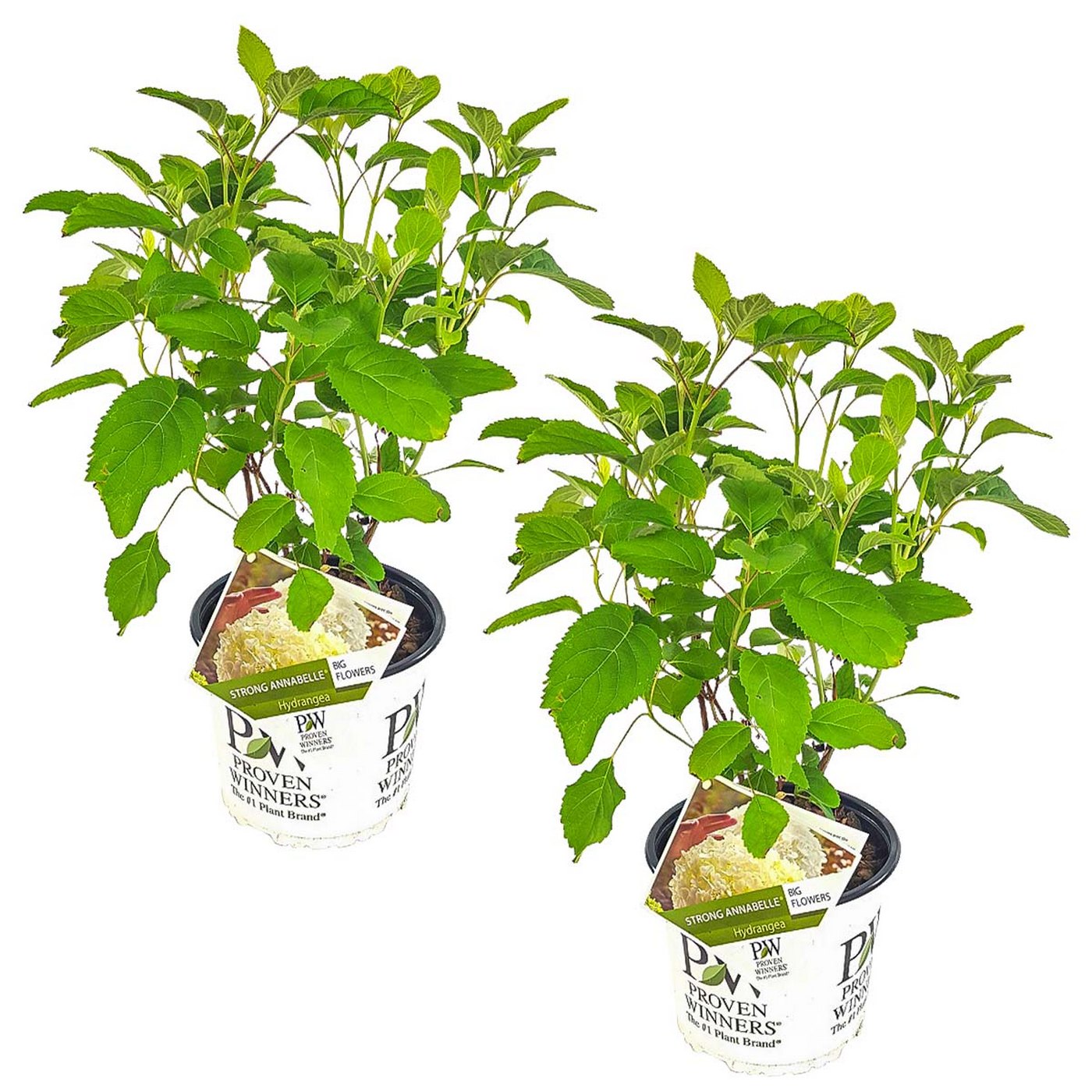 Set de 2 Hortensias Strong Annabel - Planta exterior