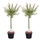 Set of 2 Salix Flamingo – Outdoor Plant
