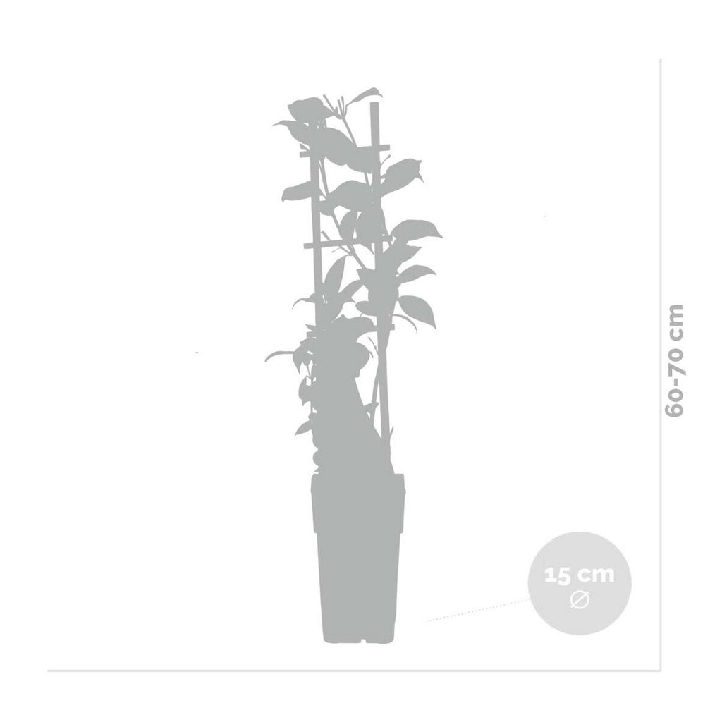 Lote de 2 jazmines blancos Star of Venice – Planta de exterior