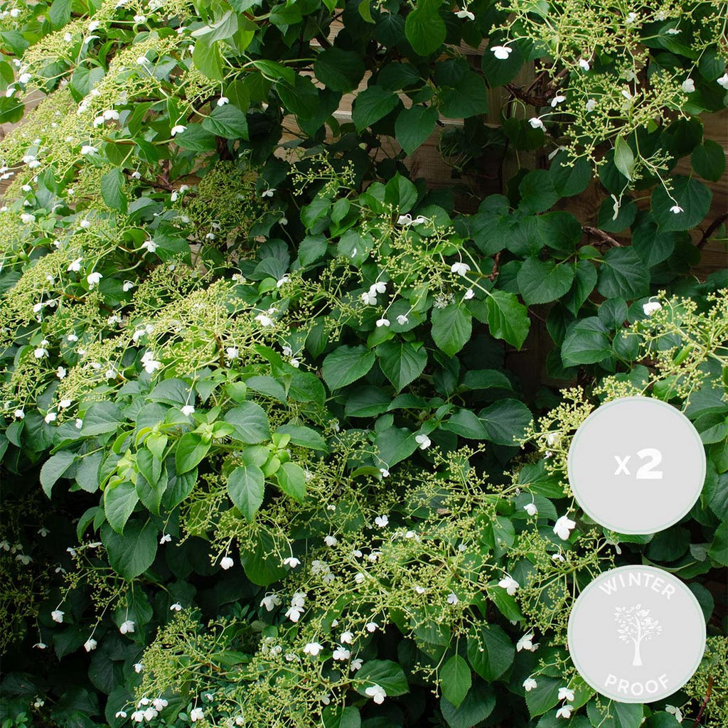 Lote de 2 hortensias Petiolaris – planta de exterior