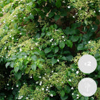 Lote de 2 hortensias Petiolaris – planta de exterior