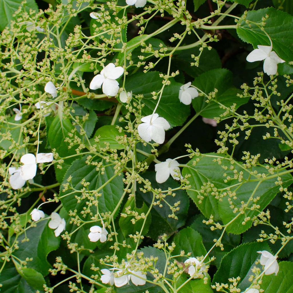 Lote de 2 hortensias Petiolaris – planta de exterior