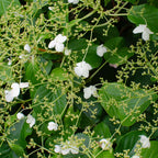 Lote de 2 hortensias Petiolaris – planta de exterior