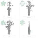 Set of 2 Hydrangeas Petiolaris – Outdoor Plant