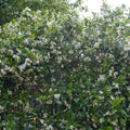 Lote de 2 jazmines blancos Star of Venice – Planta de exterior