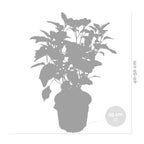 Set de 2 Hortensias Strong Annabel - Planta exterior