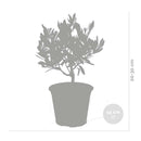 Lot De 2 Petits Oliviers – Plante D'Extérieur