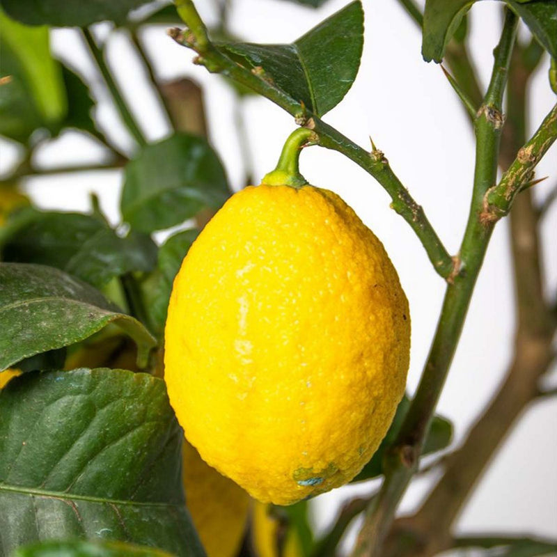 Citronnier - Citrus Limon – Plante D'Extérieur