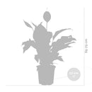 Spathiphyllum Bingo Cupido – Plante D'Intérieur