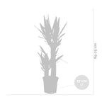 Yuca Elephantipes - Planta de interior