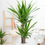 Yuca Elephantipes - Planta de interior