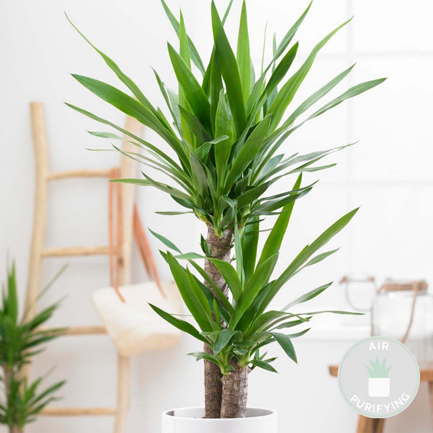Yuca Elephantipes - Planta de interior