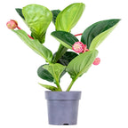 Medinilla Flamenco – Planta de interior