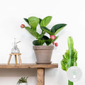 Medinilla Flamenco – Planta de interior