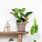 Medinilla Flamenco – Planta de interior