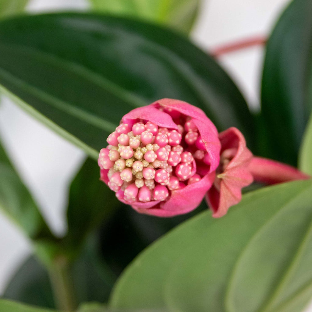 Medinilla Flamenco – Planta de interior