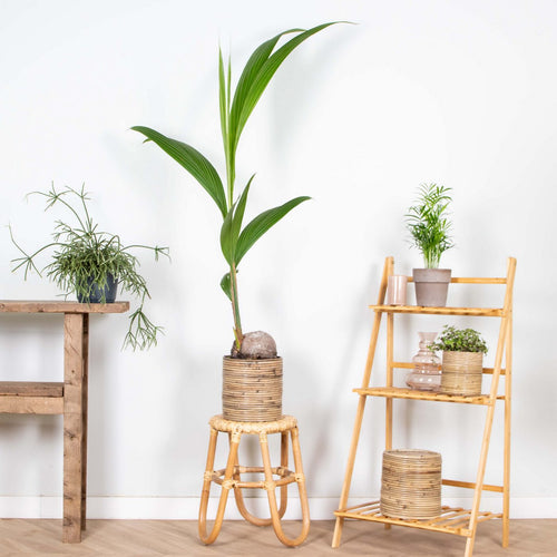Cocos Nucifera – Houseplant