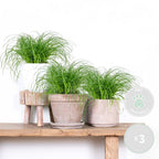 Juego de 3 hierba gatera Cyperus Zumula - Planta de interior