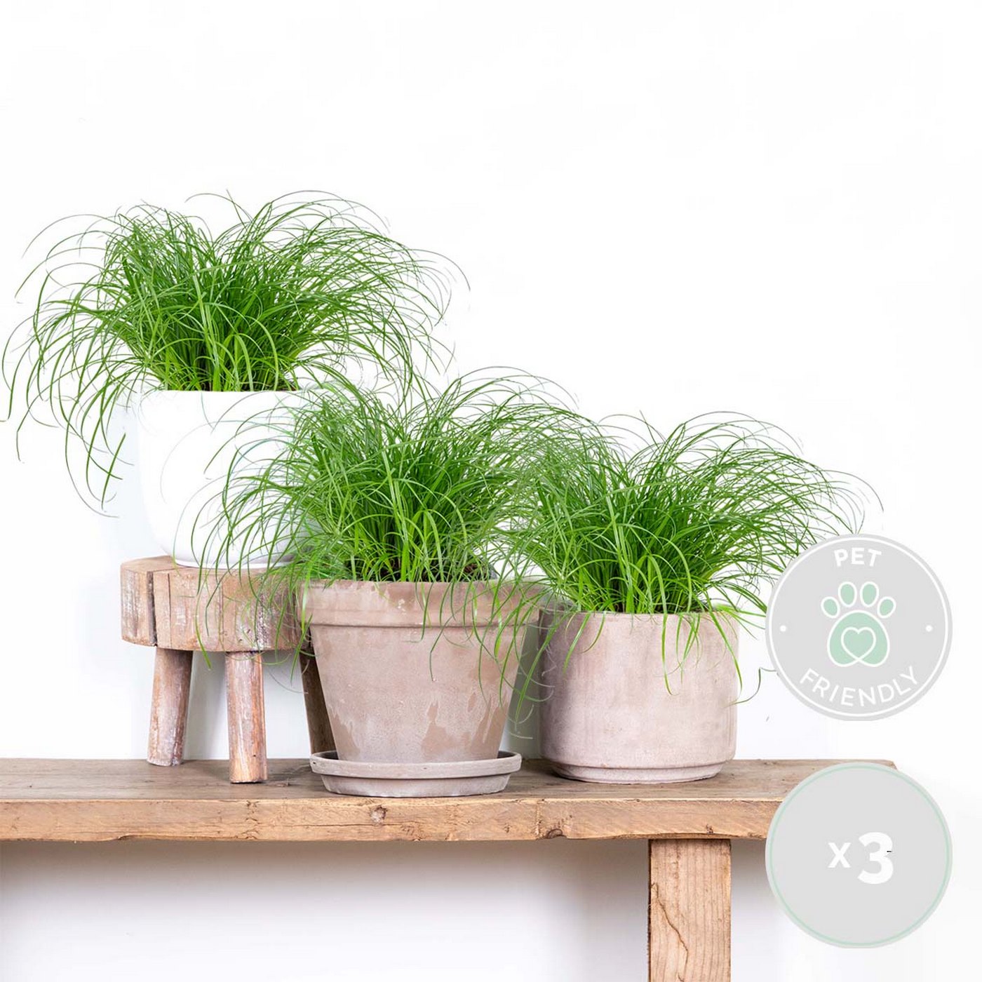 Juego de 3 hierba gatera Cyperus Zumula - Planta de interior