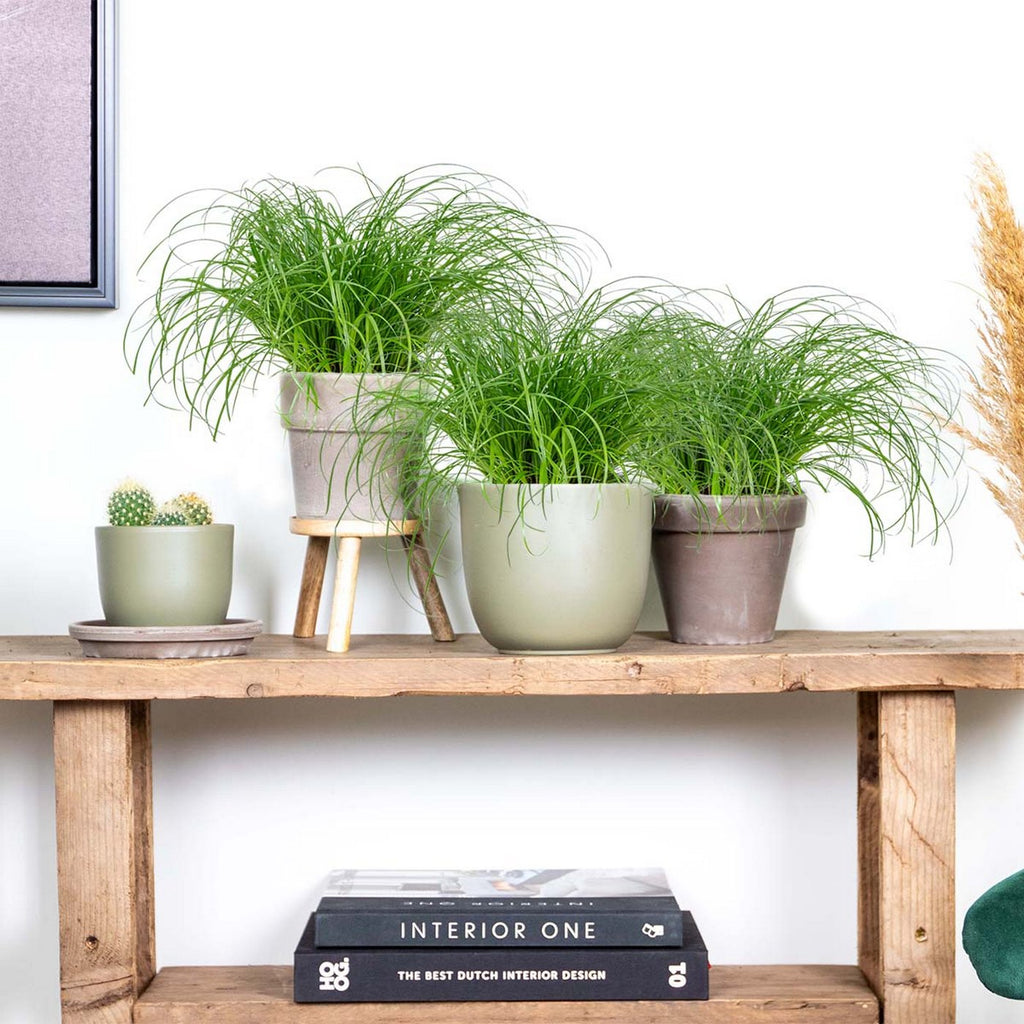 Juego de 3 hierba gatera Cyperus Zumula - Planta de interior