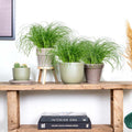 Juego de 3 hierba gatera Cyperus Zumula - Planta de interior