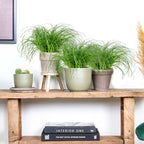 Juego de 3 hierba gatera Cyperus Zumula - Planta de interior