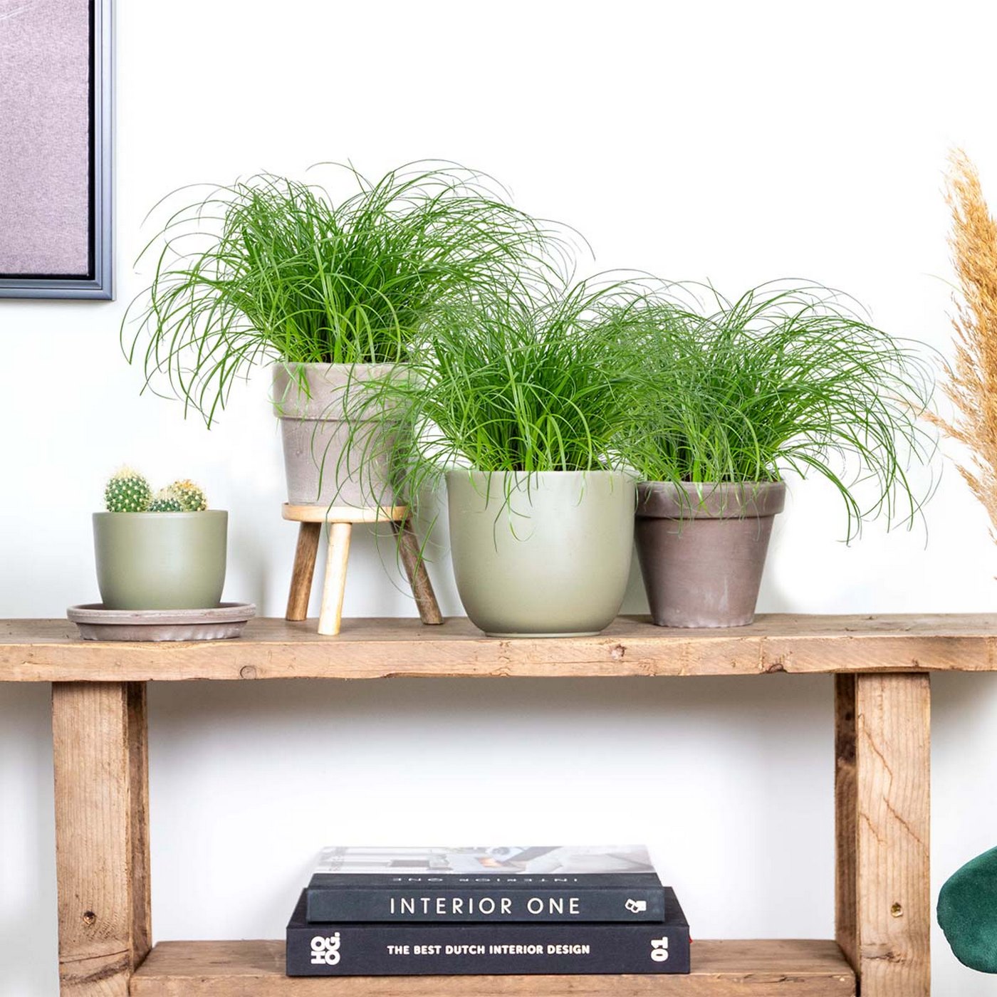 Juego de 3 hierba gatera Cyperus Zumula - Planta de interior