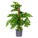 Monstera Monkey Leaf Sur Tuteur Mousse – Plante D'Intérieur