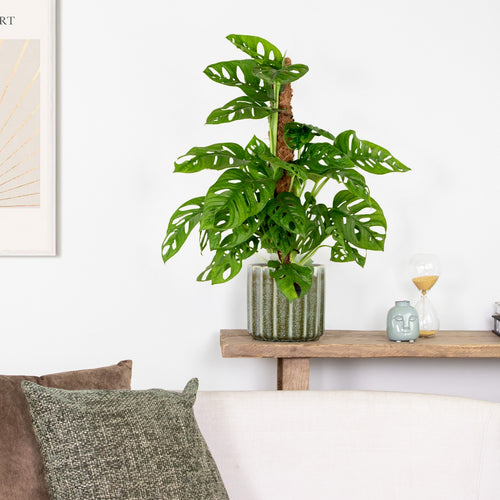 Monstera Monkey Leaf on Moss Stake – Houseplant