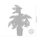 Monstera Monkey Leaf Sur Tuteur Mousse – Plante D'Intérieur