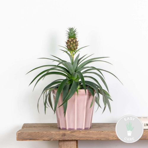 Pineapple Mi Amigo – Houseplant