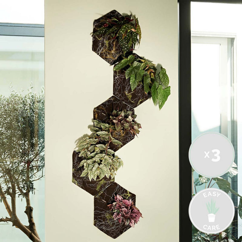 Lot De 3 Bégonias Beleaf – Plante D'Intérieur