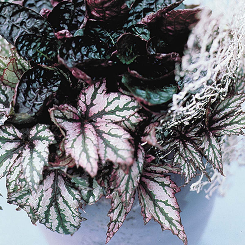 Lot De 3 Bégonias Beleaf – Plante D'Intérieur