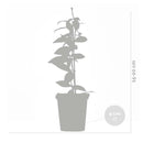 Lot De 3 Jasmins De Toscane – Plante D'Extérieur