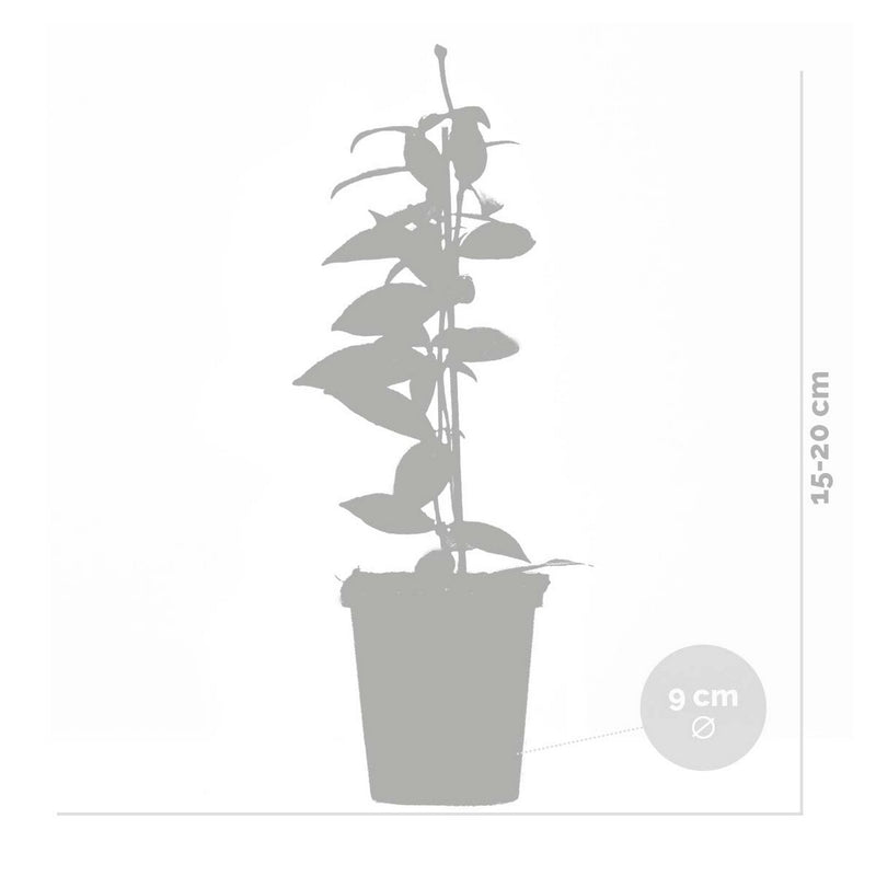 Lot De 3 Jasmins De Toscane – Plante D'Extérieur