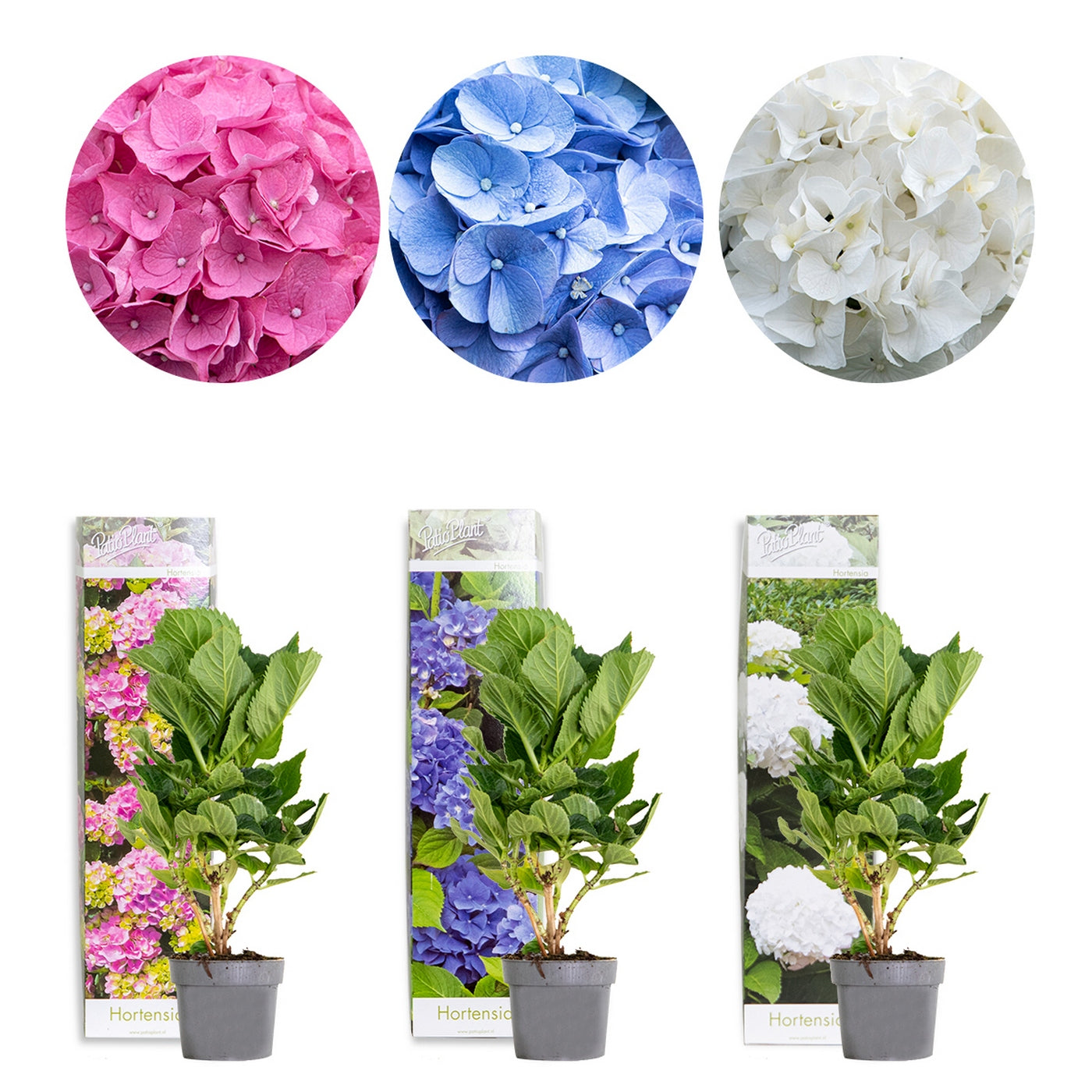 Lote de 3 hortensias blancas, rosas y azules – planta de exterior