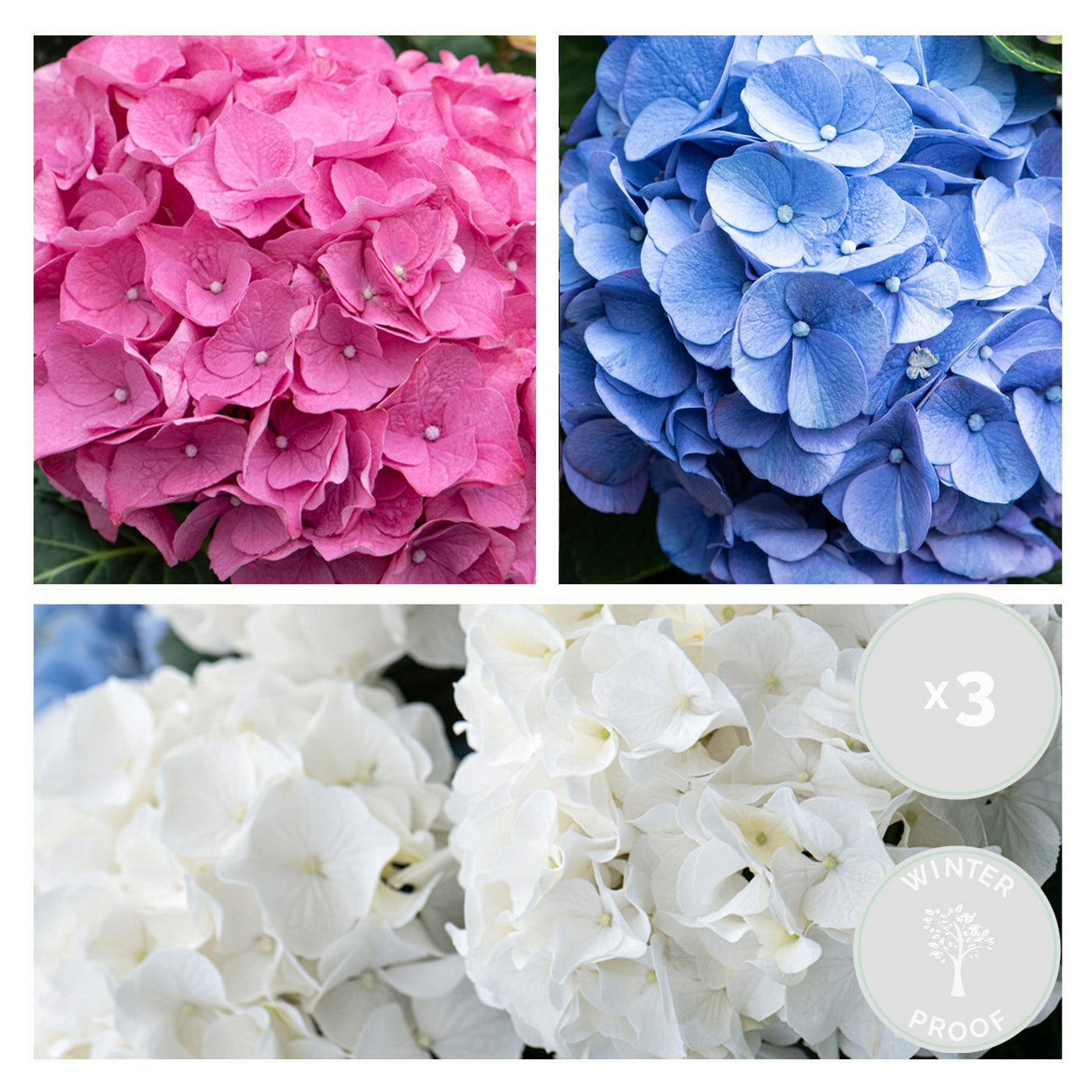 Lote de 3 hortensias blancas, rosas y azules – planta de exterior