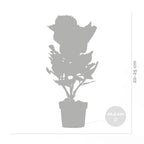 Lote de 3 hortensias blancas, rosas y azules – planta de exterior