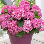 Lote de 3 hortensias blancas, rosas y azules – planta de exterior