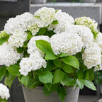 Lote de 3 hortensias blancas, rosas y azules – planta de exterior
