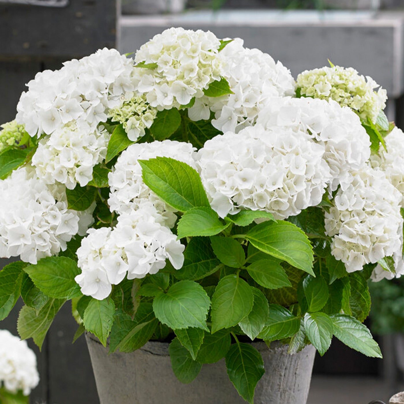 Lote de 3 hortensias blancas, rosas y azules – planta de exterior