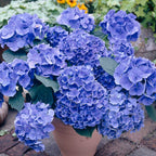 Lote de 3 hortensias blancas, rosas y azules – planta de exterior