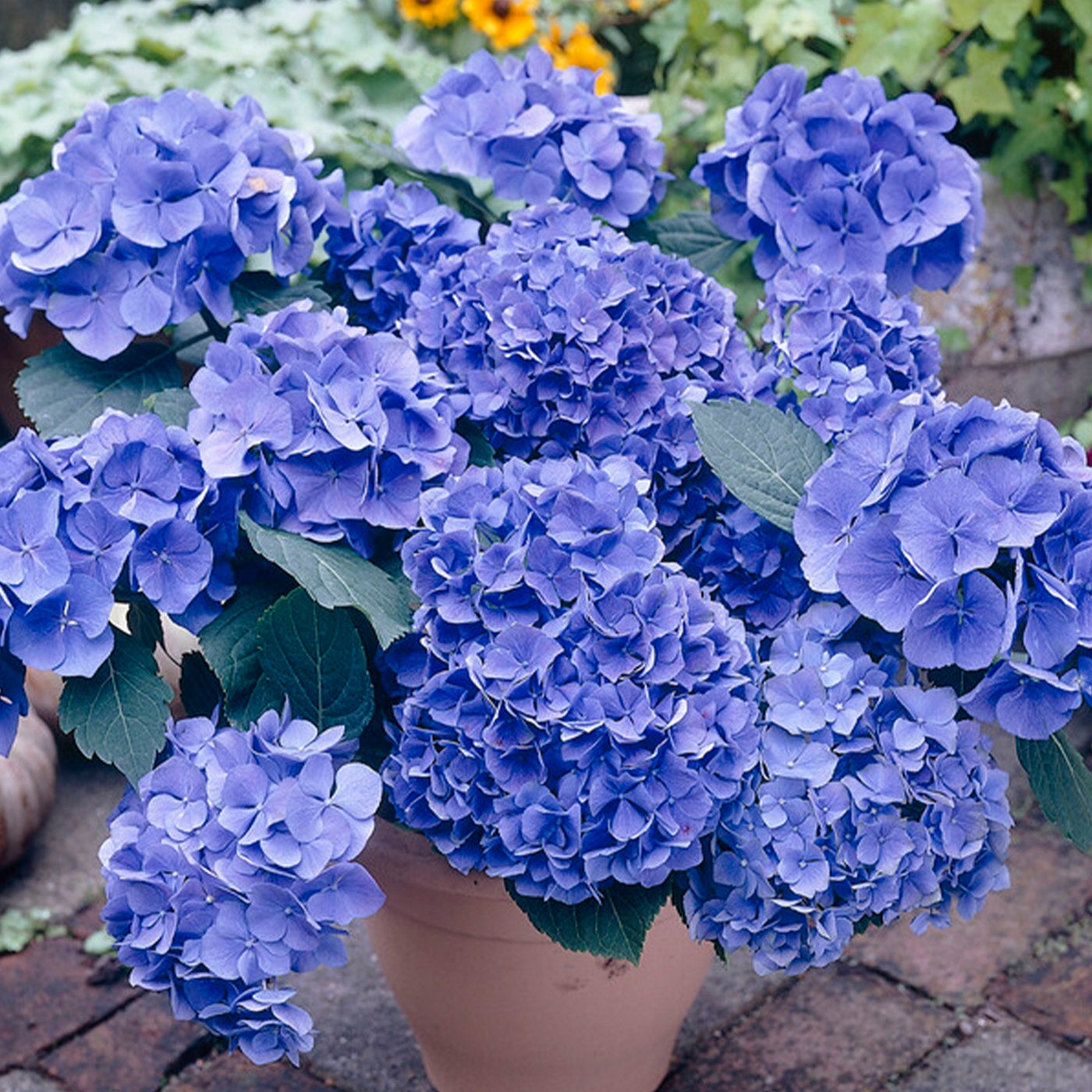 Lote de 3 hortensias blancas, rosas y azules – planta de exterior