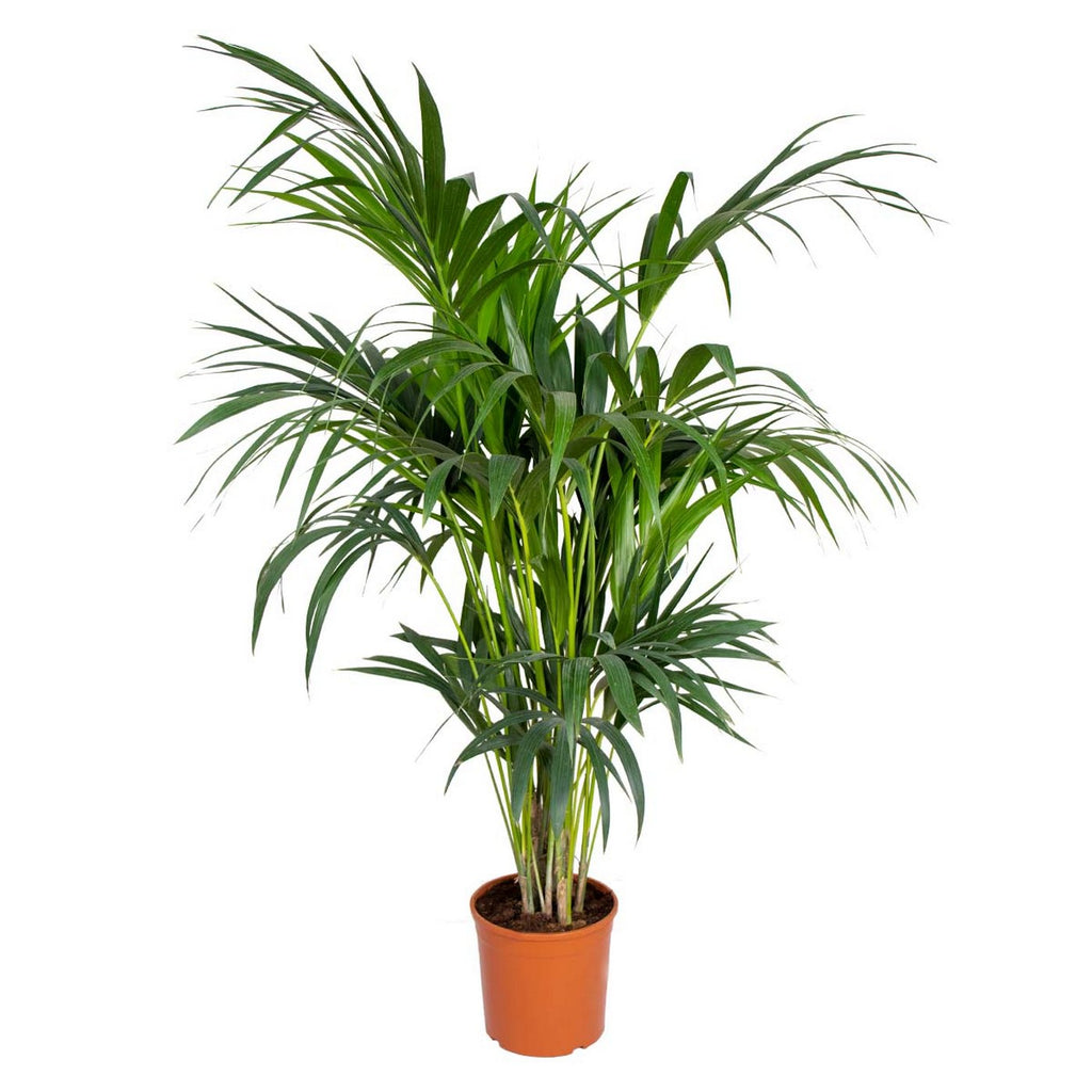 Kentia Palm Xl – Planta de interior